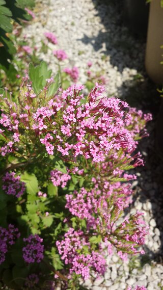 庭に生えている雑草について少し前から庭にピンク色の花が咲くようになりまし Yahoo 知恵袋