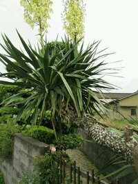 この植物は 厚葉君が代蘭でしょうか アツバキミガヨランでよろしいか Yahoo 知恵袋