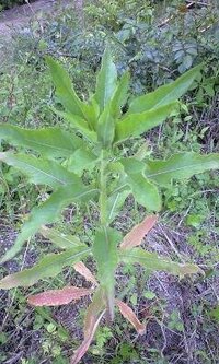 小学生のころ 理科の実験で使用した覚えがあるこの草はなんという名前の植物 Yahoo 知恵袋