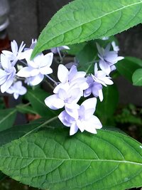 この紫陽花は何て種類ですか 紫陽花種類薄紫青花 こんにちはこちらは私 Yahoo 知恵袋