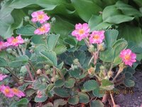 このイチゴみたいな花の名前教えてください よろしくお願いします イ Yahoo 知恵袋