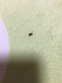 最近1人暮らしを始めました部屋は畳の1kなのですが黒い小さな虫が大量に発生してい 教えて 住まいの先生 Yahoo 不動産