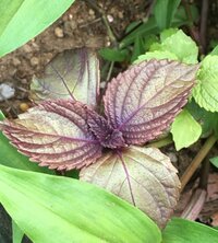 このシソは赤ジソと青ジソのどちらですか？表は赤と青（緑）の混ざ