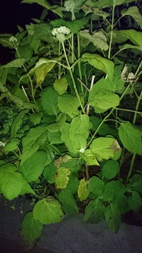 紫陽花の病気について わかりにくいかもしれませんが 写真のように葉が焦げ Yahoo 知恵袋