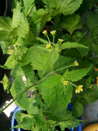 ホームセンターでバジルの種を買って植えたら 写真のようなシソの Yahoo 知恵袋