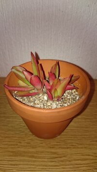 多肉植物ですが ネットで赤鬼城や火祭りを見ても違いがわか Yahoo 知恵袋