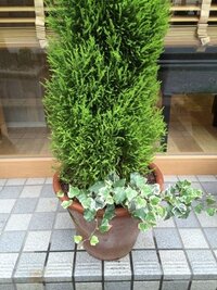 コニファーとアイビーを同じ鉢に植えると良くないですか 写 Yahoo 知恵袋