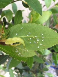 ザクロの木の葉っぱの裏側に 白い虫が繁殖していました 何という害虫でし Yahoo 知恵袋