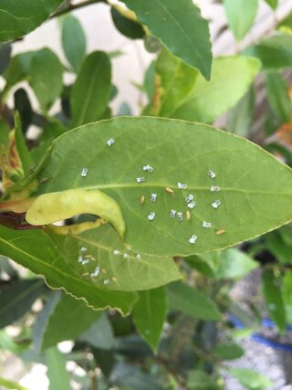 ダウンロード 葉っぱの裏 白い虫 葉っぱの裏 白い虫