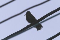 夜中に鳥の鳴き声が聞こえたんですけど なんの鳥ですか 夜中1 Yahoo 知恵袋