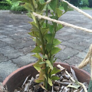 サンカクバアカシアの苗を鉢植えで育てています 先週まで元気よく新芽もぐん Yahoo 知恵袋