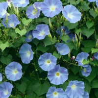 アサガオの花色の見分け方 朝顔は芽が出た段階で成長後に咲く花の色を見分 Yahoo 知恵袋