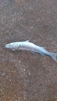 大雨の後なぜ川魚は酸欠死をしてしまうのでしょうか 大雨 Yahoo 知恵袋