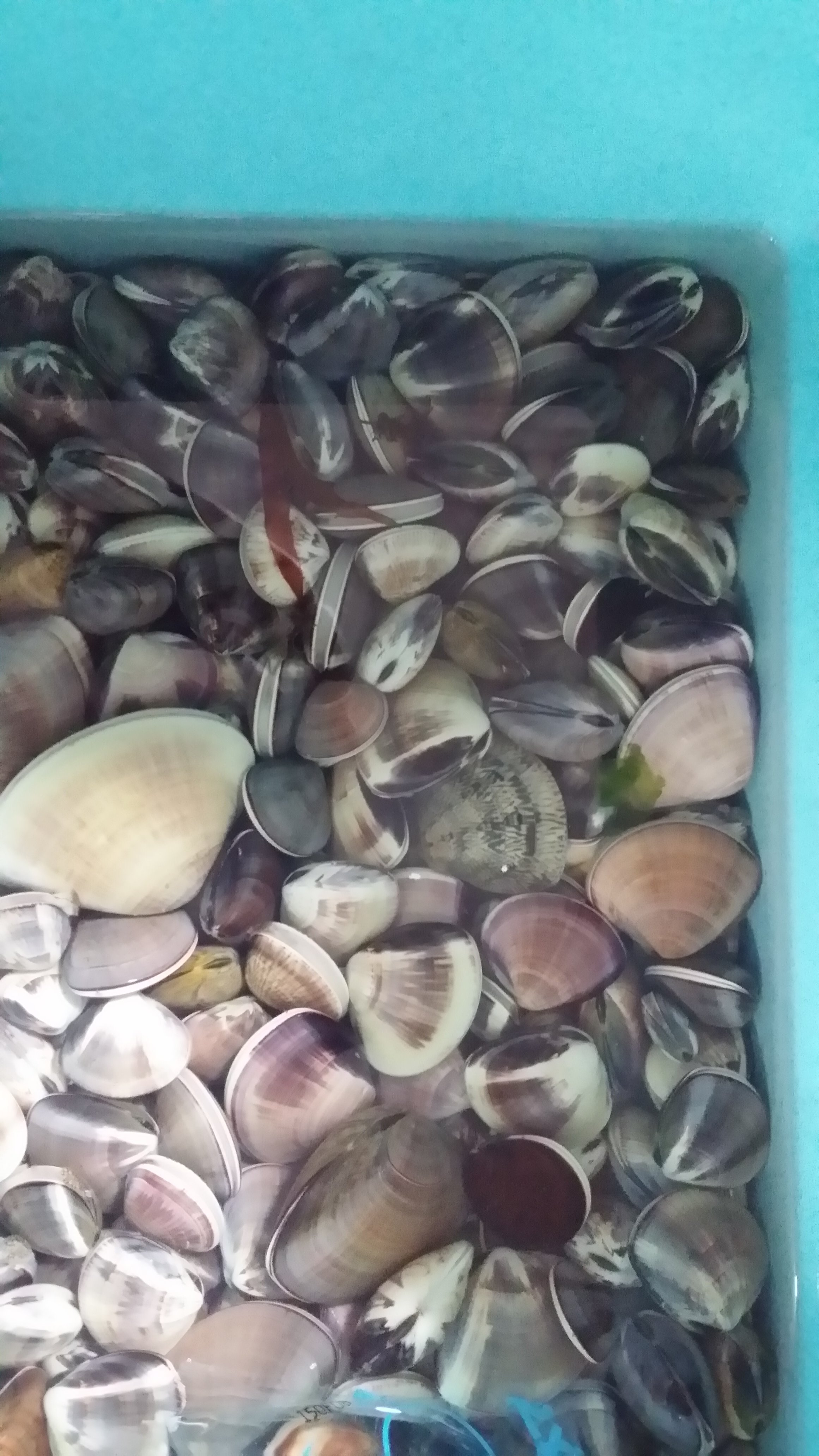 今日 潮干狩りで採った貝です 表面がツルツルしているので アサ Yahoo 知恵袋