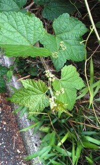 道路脇の花 雑草 の名前を教えてください 4 ５月頃から 道路脇の Yahoo 知恵袋