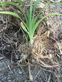 ヤブカンゾウの根（塊状）は食べられるのでしょうか？ というかこれは藪萱草ですか？