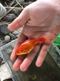 金魚とメダカは一緒の水槽で飼って大丈夫 金魚は植物傾向が強めの雑食なので Yahoo 知恵袋