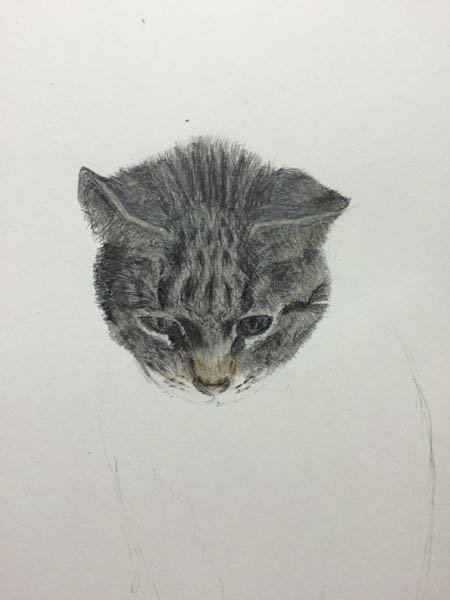 猫のデッサンを鉛筆・色鉛筆で描いているのですが、白い毛はどう表現 