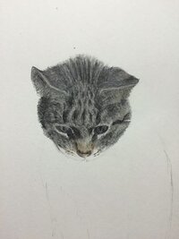 色鉛筆画を描いています 動物の髭のような細い線の描き方がわかりません Yahoo 知恵袋