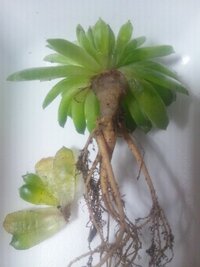 多肉植物が根腐れを起こしました ３週間ほど前にもらった寄せ植えの多肉植物 Yahoo 知恵袋