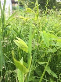 この野草は食べれますか ヘクソカズラです 臭いが強いので 食べる人 Yahoo 知恵袋