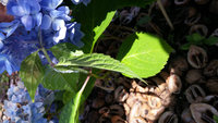 紫陽花の茎に白いカビのようなものが生えています これは病 Yahoo 知恵袋