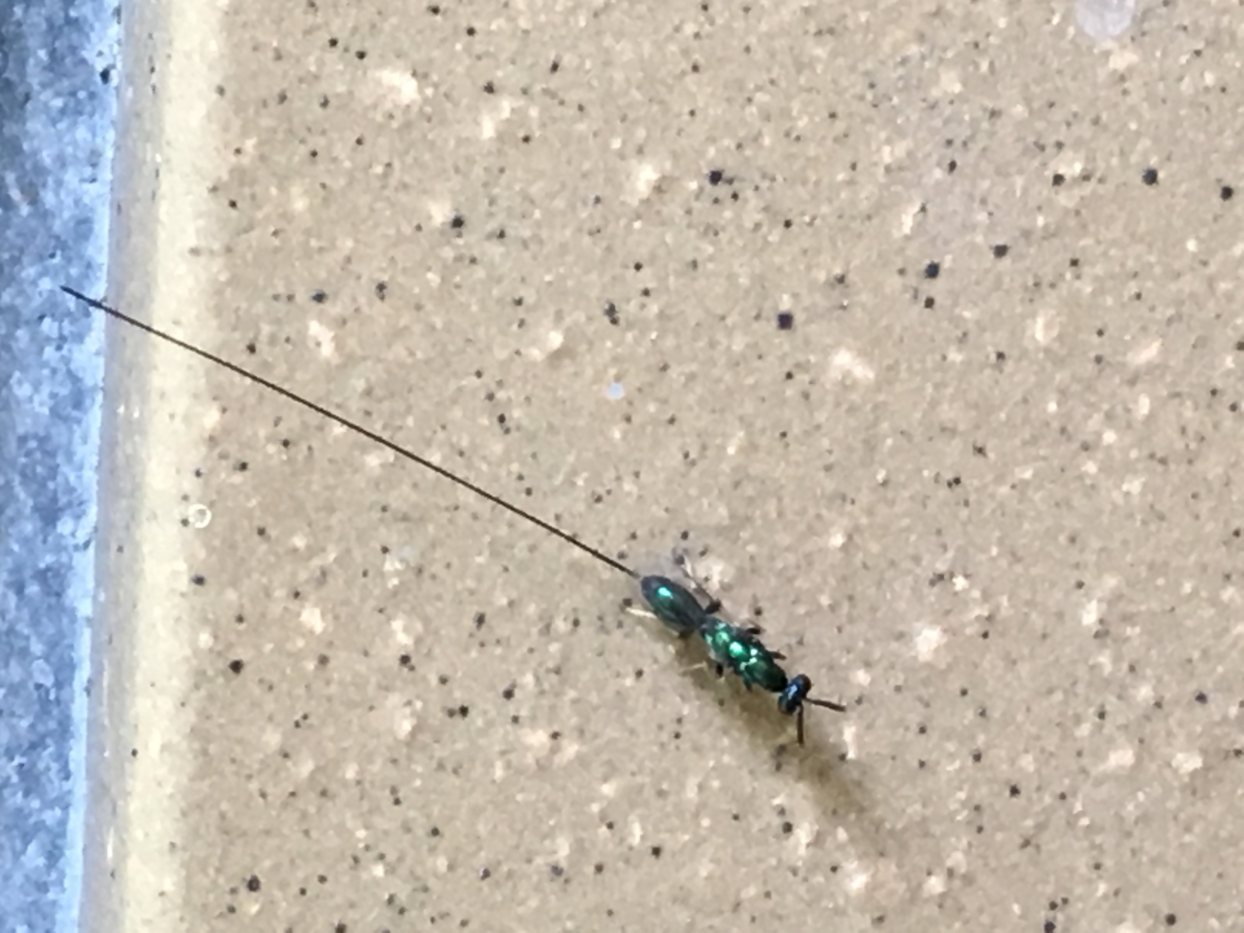 この虫は何でしょうか？。
蟻ほどの体長で、尾の様な部分が長いです。 