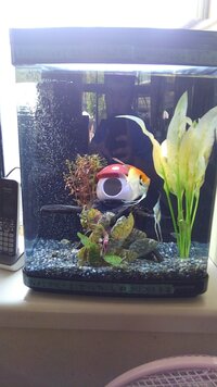 弱アルカリの水の作り方に ついて サンゴの岩でも作れますか ド Yahoo 知恵袋