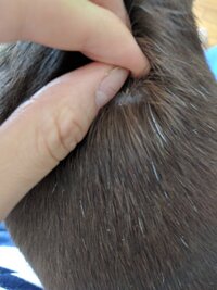 犬の皮膚に白い塊 があります 犬の背中を撫でていると カサブタの Yahoo 知恵袋