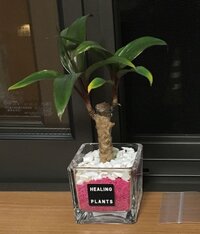 この植物を買ったのですが 育て方がわからなくて困ってます Yahoo 知恵袋