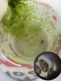 水槽の中に変な黒い動く虫がいます これは何という生き物なんですか 大き Yahoo 知恵袋