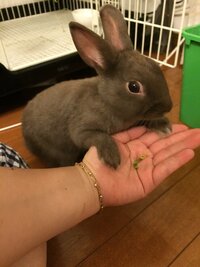 このうさぎの種類がわかる方おしえてください ホームセンターでこの子とたれ Yahoo 知恵袋