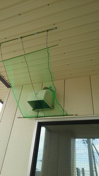 ツバメのカラス対策について 先日我が家のツバメの巣がカラスにやられてしま Yahoo 知恵袋
