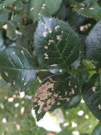 薔薇の葉っぱに異常が出てます これは病気ですか 虫の被害ですか 早 Yahoo 知恵袋