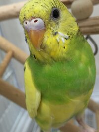 セキセイインコ３ヶ月ちょっとの性別を教えてください 三か月ではまだ早 Yahoo 知恵袋