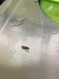 台所の流しとトイレに茶色い虫が居ました これな何の虫でしょうか Yahoo 知恵袋