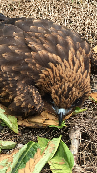 これはトンビ トビ 鳶 ですか 巣立ちに失敗して落ちてきました Yahoo 知恵袋