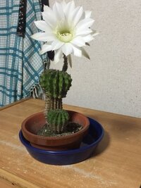 サボテンの花が終わった後について質問です ホームセンターから花の Yahoo 知恵袋