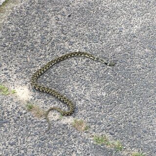 田んぼの近くを歩いていたらこんなヘビがいました かわいい シマヘビみたい Yahoo 知恵袋
