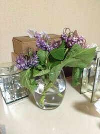 庭にアジサイが咲いたので切り花にして花瓶にさしたのですが水が上がらず Yahoo 知恵袋