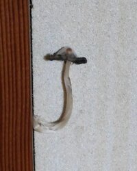 よく汚い部屋とかに キノコ生えてるって事がありますよね 一体ど Yahoo 知恵袋