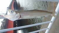 マルタウグイは釣りの対象魚ですか 北海道の道東から質問で Yahoo 知恵袋