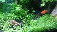 ミクロラスボラハナビを10匹買って飼育していますが 2週間過ぎて今日水槽 Yahoo 知恵袋
