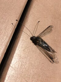 羽がトンボっぽくて 頭が蝶みたいで体は蛾みたいな昆虫 の死体を見つけたん Yahoo 知恵袋