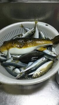 ショウサイフグの白子を茹でて冷凍しました どんな食べ方がよいでしょう Yahoo 知恵袋