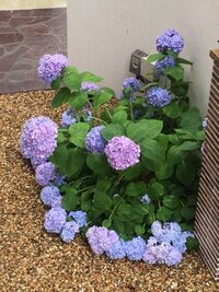 アジサイは庭植えと鉢植えではどちらがいいですか 紫陽花は 根がか Yahoo 知恵袋