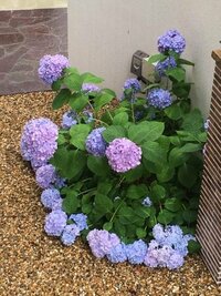 庭に紫陽花を植えてます 昨年 鉢植えで買って植え 今年で2年目 Yahoo 知恵袋