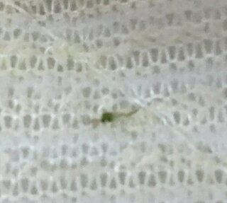 この小さい虫 少し緑で蚊よりも小さくて弱そうな虫 昼間は確かいないと思う Yahoo 知恵袋
