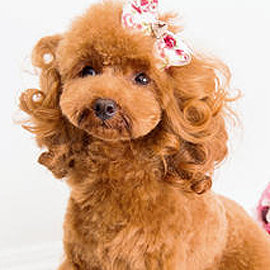 トイ プードル ヘア