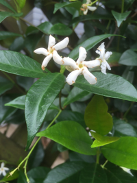 この花の名前を教えてください 香りはテイカカズラと同じで Yahoo 知恵袋